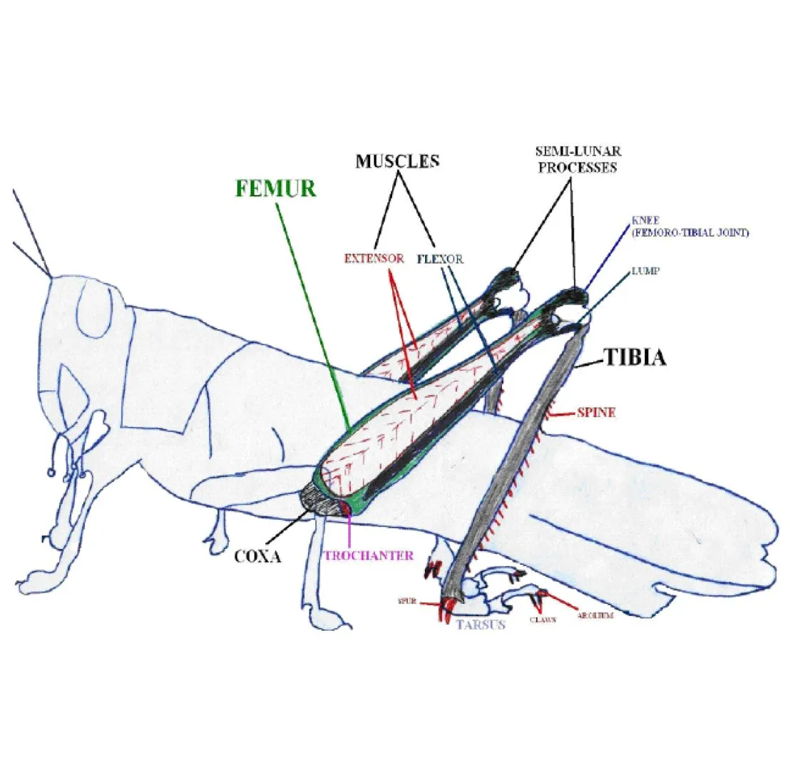 Anatomy of a grasshopper and leg mechanism (Eroglu et al., 2008).
